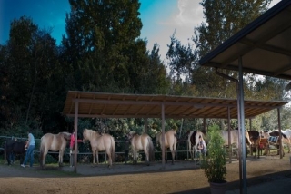  Escuela de equitación en Montaione 